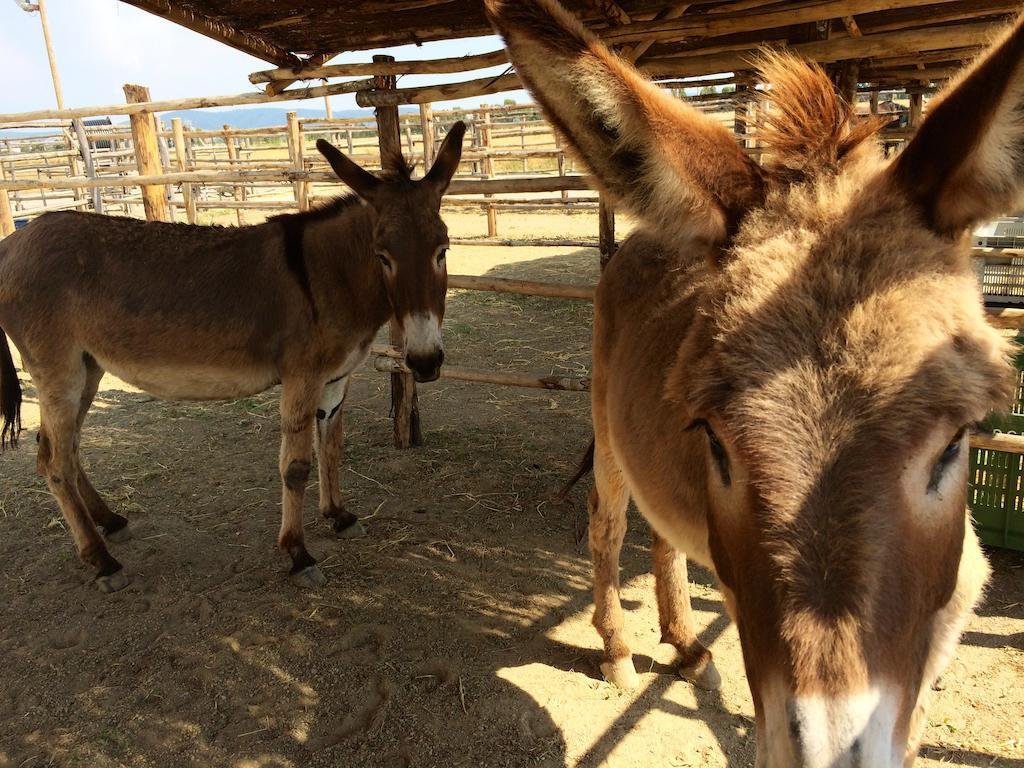 ריספשה Agriturismo Giuncola & Granaiolo מראה חיצוני תמונה